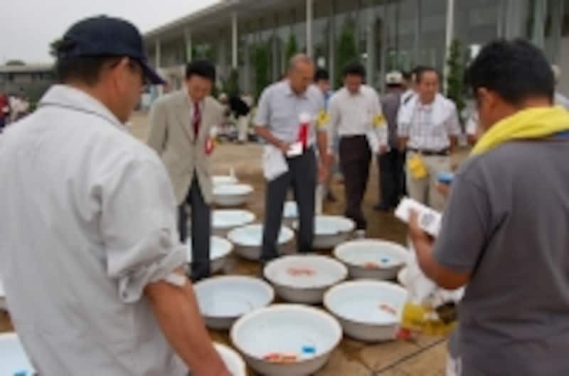 洗面器を前に金魚を審査する審査員