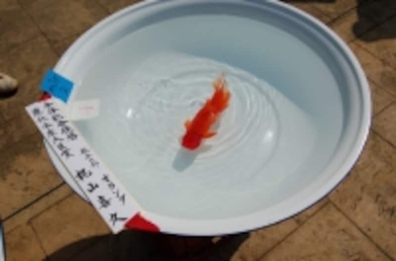 農林水産大臣賞獲得魚。大きな洗面器に入れられていました