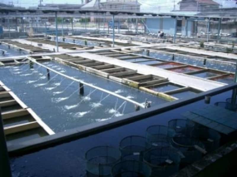 金魚の問屋さんの池。仕入れた金魚はこの池から出荷される