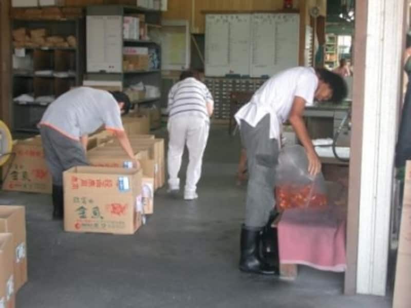 金魚を小売店へ出荷するための梱包作業風景