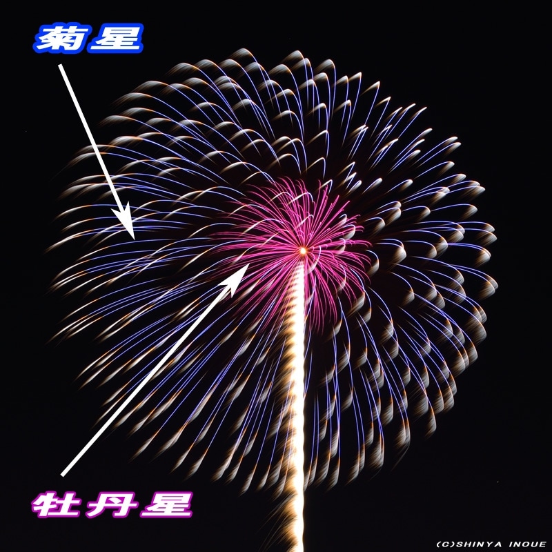 紫芯菊先青銀乱