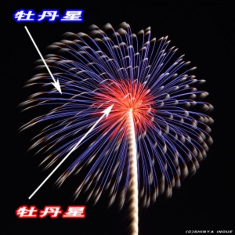 花火の菊と牡丹 花火 All About