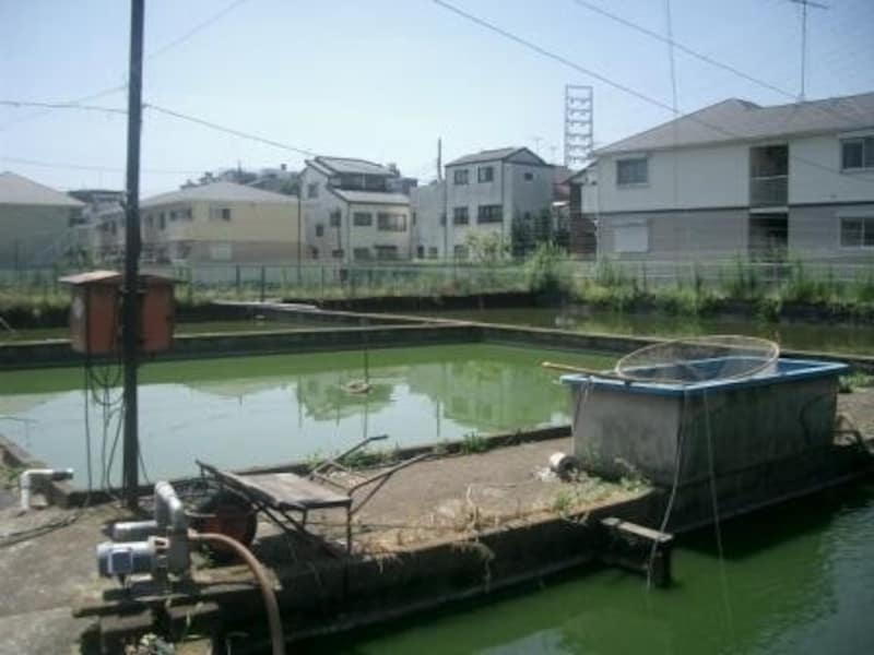 東京江戸川の堀口養魚場の風景