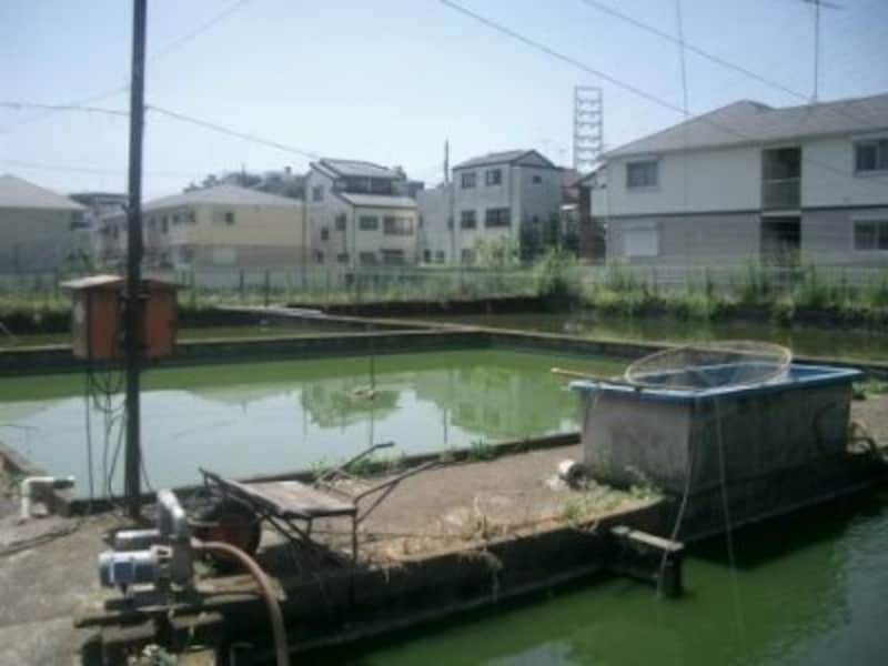 金魚の養殖 日本の三大産地はどこ 金魚 all about