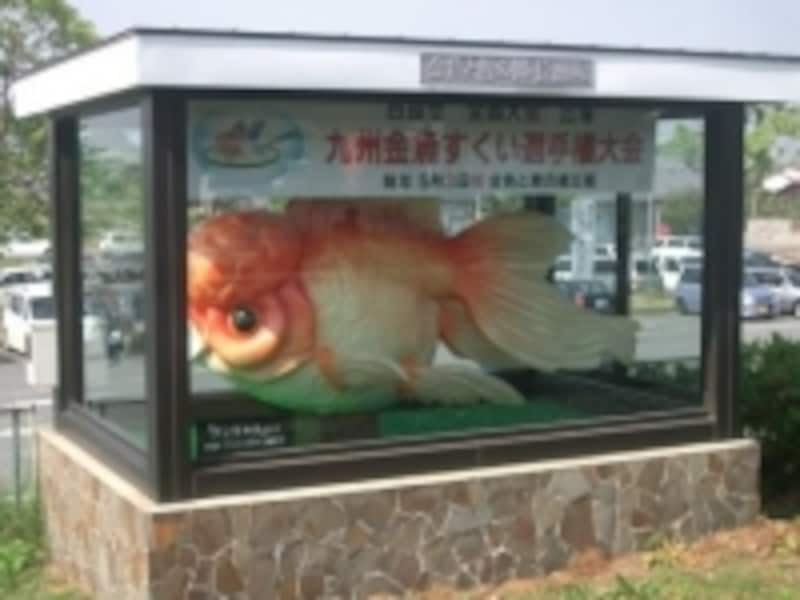 金魚の養殖 日本の三大産地はどこ 金魚 All About