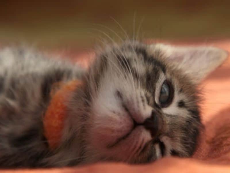 目、あいてるけどすでに寝てる子ねこ