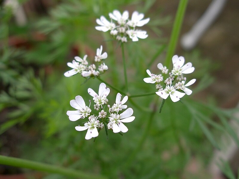 コリアンダーの花