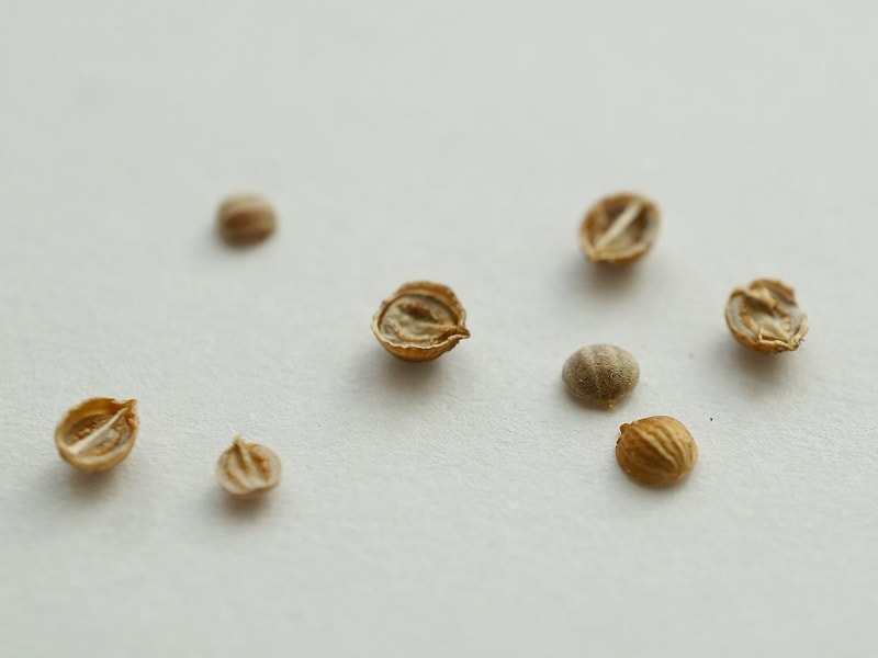 コリアンダーの種