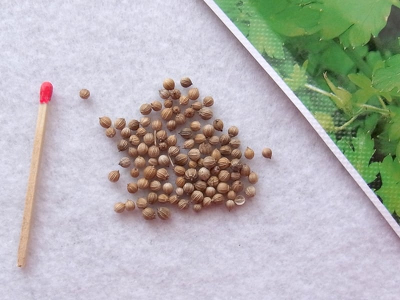 コリアンダーの種