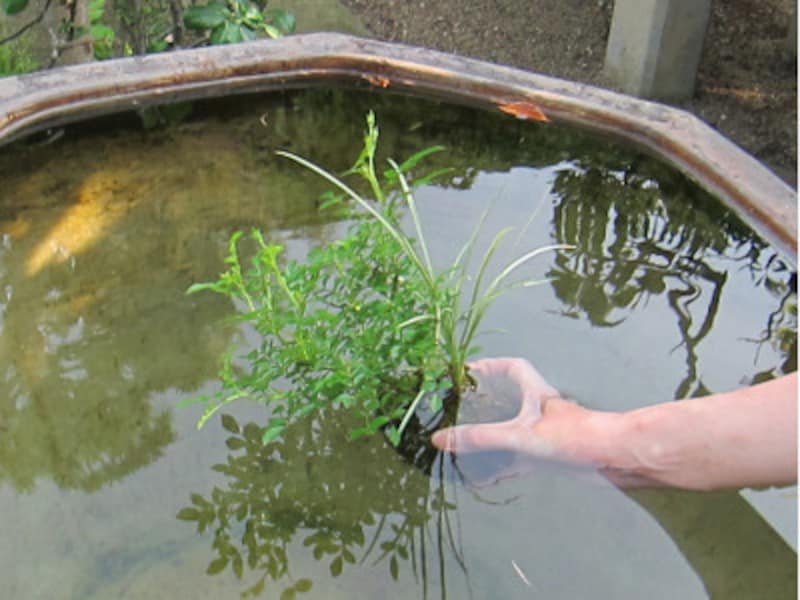 盆栽の鉢ごと静かに水に浸します