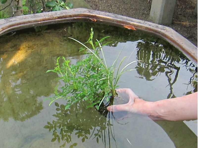 盆栽の鉢ごと静かに水に浸します