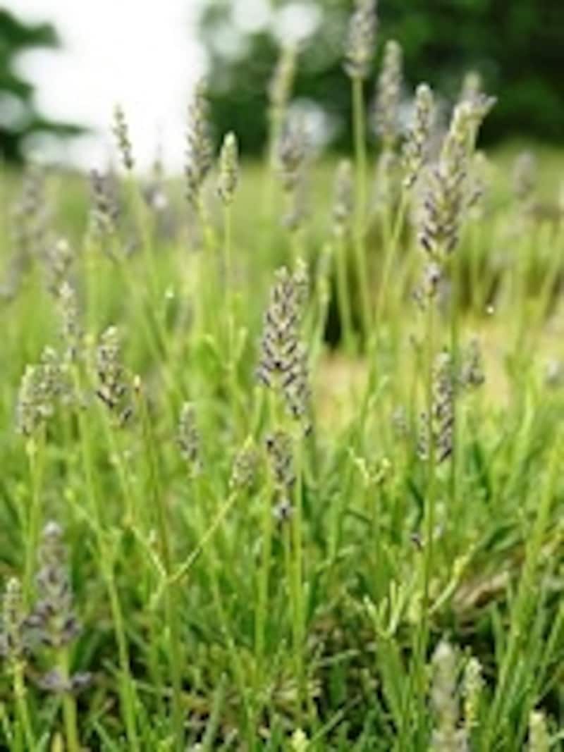 ラバンジンは真正(トゥルー)ラベンダーよりお花の色が薄い。
