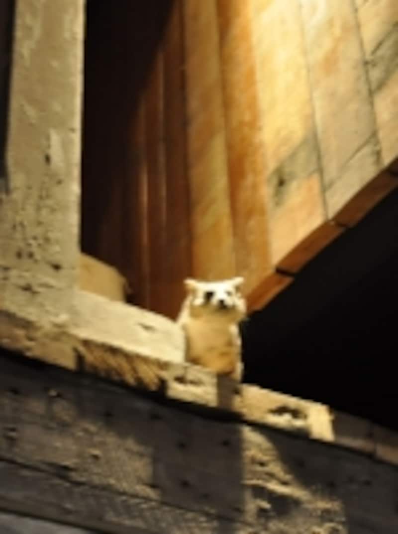 ディスティラリー・キャット