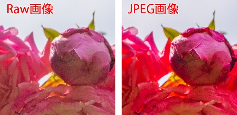 同じ逆光の花に同じ補正をして明るくした例。左のRaw画像は花びらの詳細まではっきり形が再現されているが、JPEGは色がつぶれてしまっている。