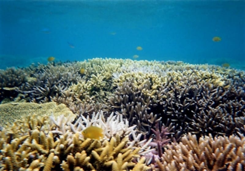 coral