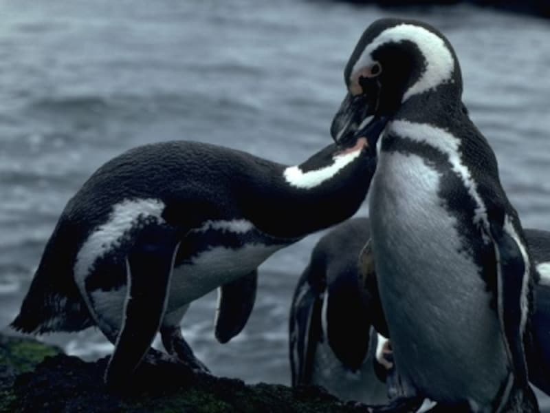 ペンギンたちの群れを観察するのもパタゴニアの醍醐味undefined写真提供:アルゼンチン観光局
