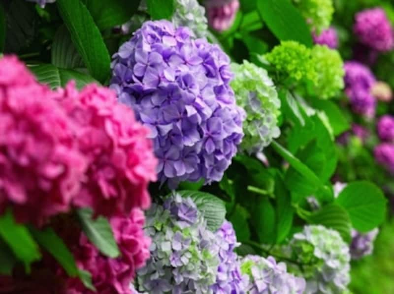 紫陽花の豆知識 梅雨を彩るあじさいの種類 名所 おまじない雑学 暮らしの歳時記 All About 紫陽花の豆知識 梅雨を彩るあじさいの種類 名所 おまじない雑学 暮らしの歳時記 All About