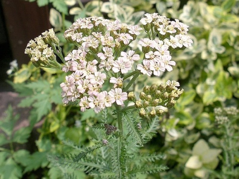 アキレアの花