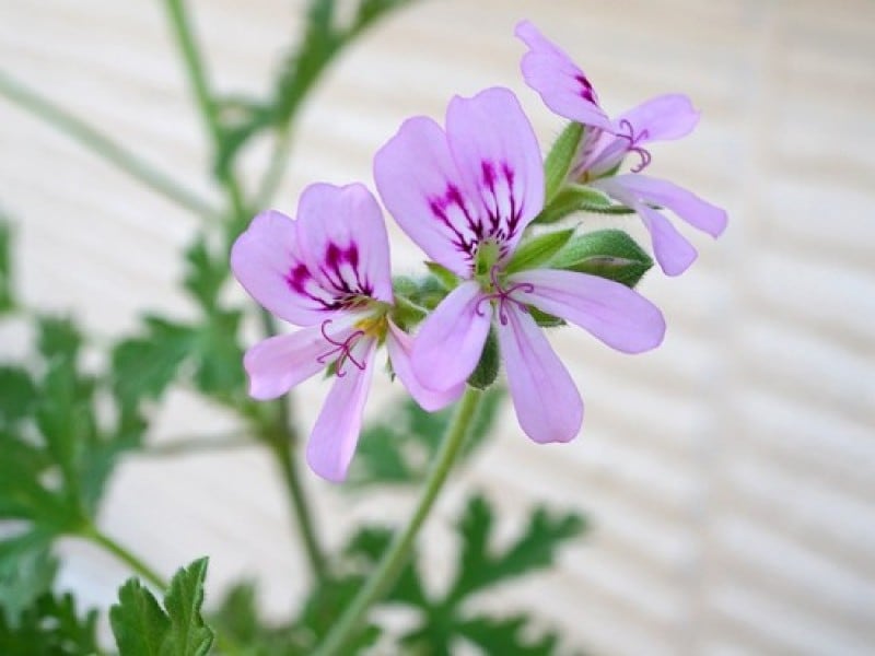 ローズゼラニウムの花