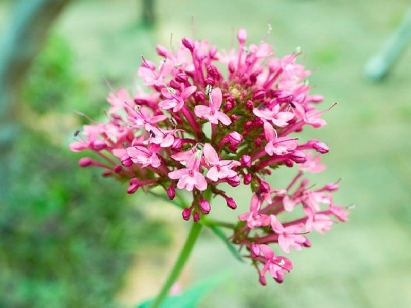 バレリアンの花