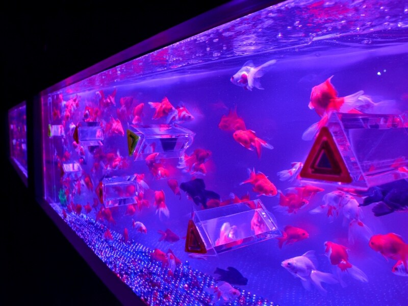 カレイドリウム