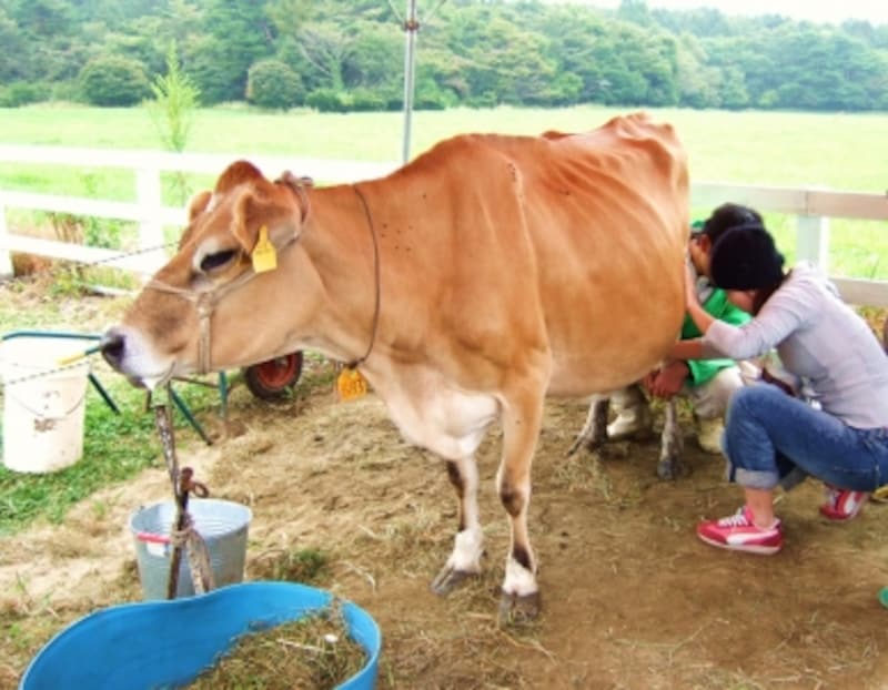 ニュージャージー牛の乳搾り体験が子どもたちに人気 清里 小淵沢の観光 旅行 All About