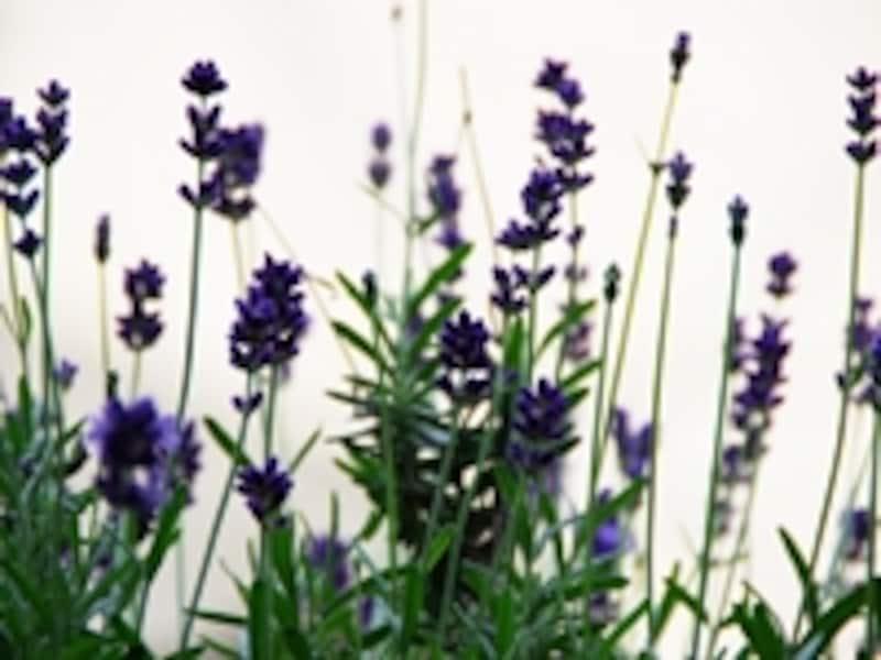 ラベンダー