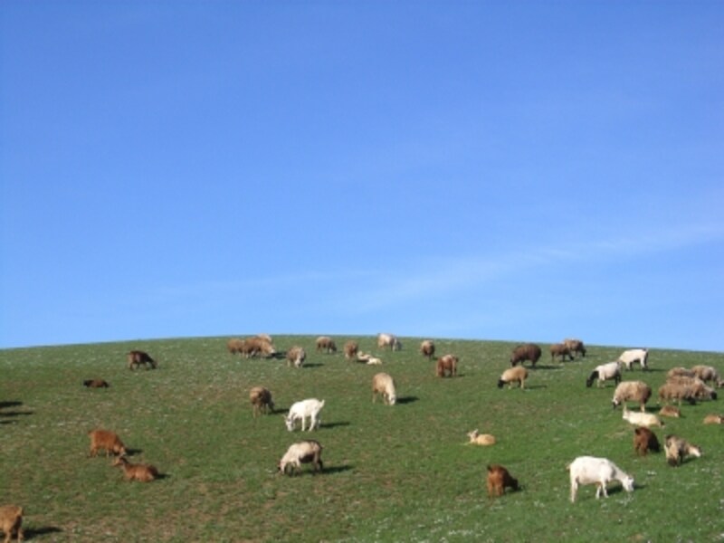 テレルジの草原で群れ遊ぶ羊たち。時間の経つのは気が遠くなるほどに、ゆっくり