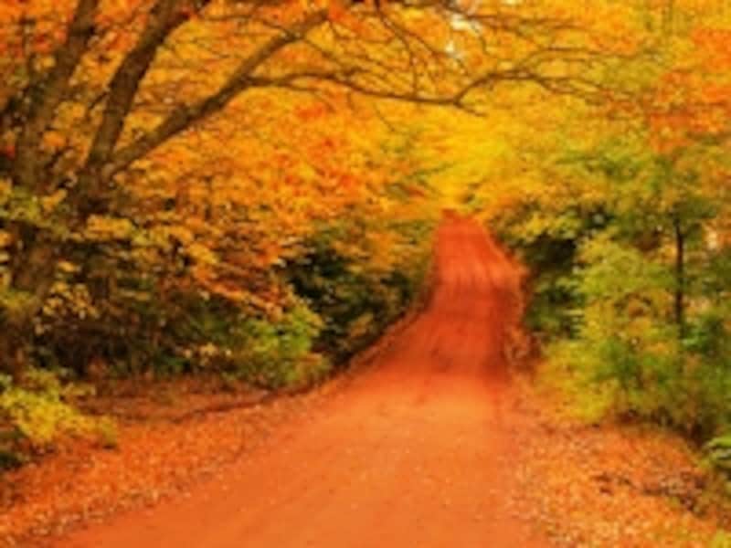 プリンスエドワード島は、秋の紅葉も美しい場所。赤毛のアンのファンでなくても大丈夫 (C) Tourism PEI