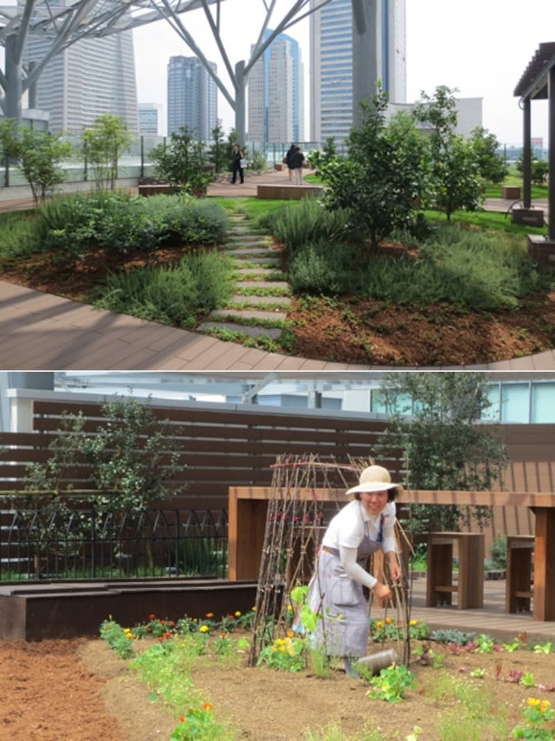 5階屋上にある「みんなの庭」では、イベントを通じて種まきや収穫体験などが行われる予定