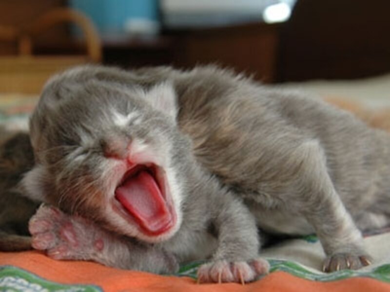 赤ちゃん猫のあくび