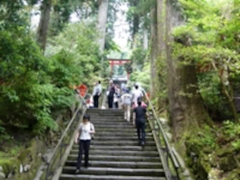 箱根神社参道の両側には緑豊かな杉がそびえ、自然のパワーがたっぷり！