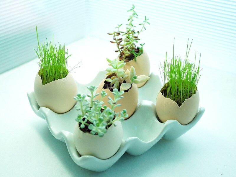 卵のプチガーデニング