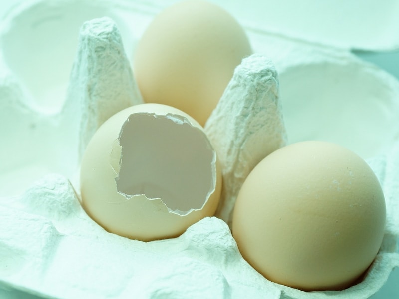 卵の殻