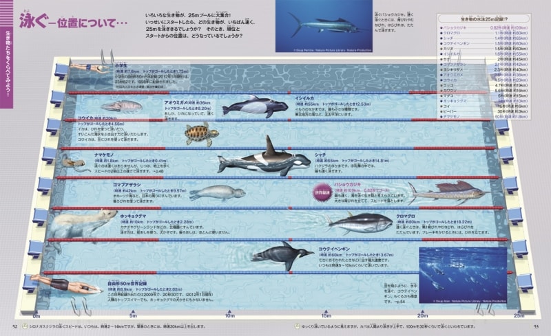 泳ぐイラスト写真