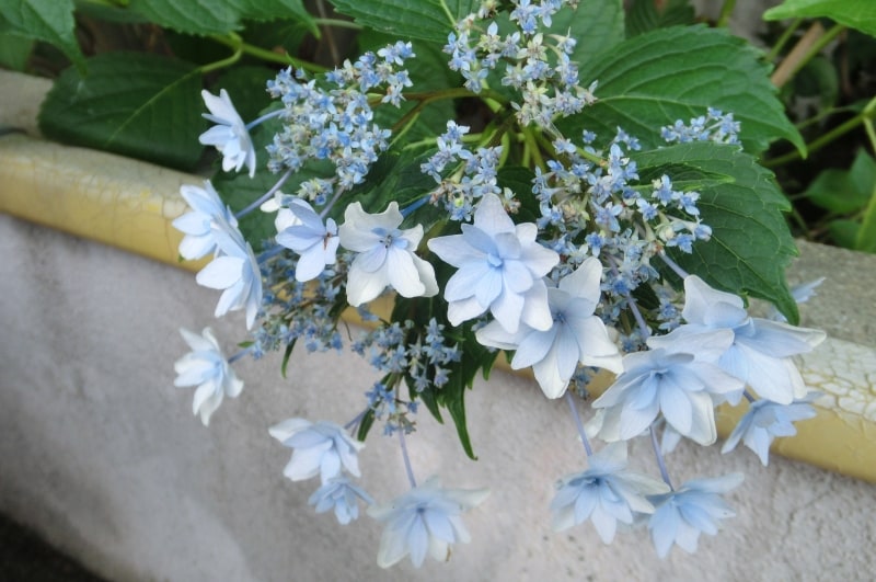 手作りプリザーブドフラワー