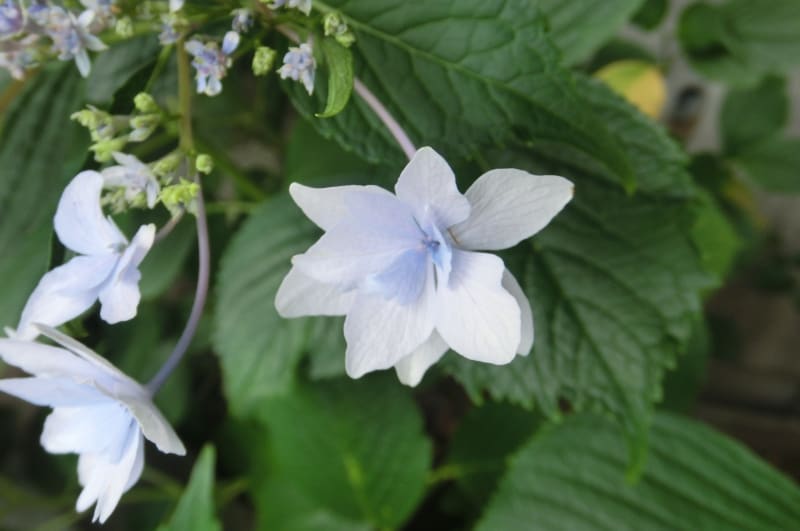 手作りプリザーブドフラワー