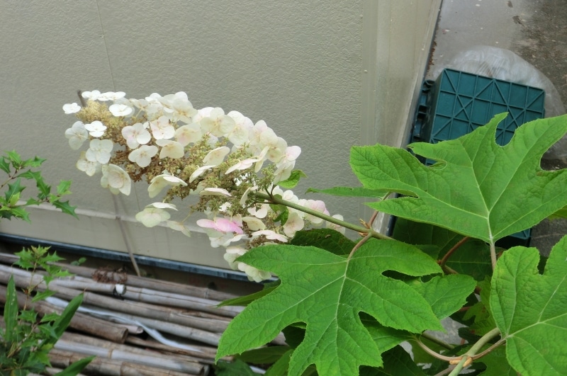 手作りプリザーブドフラワー