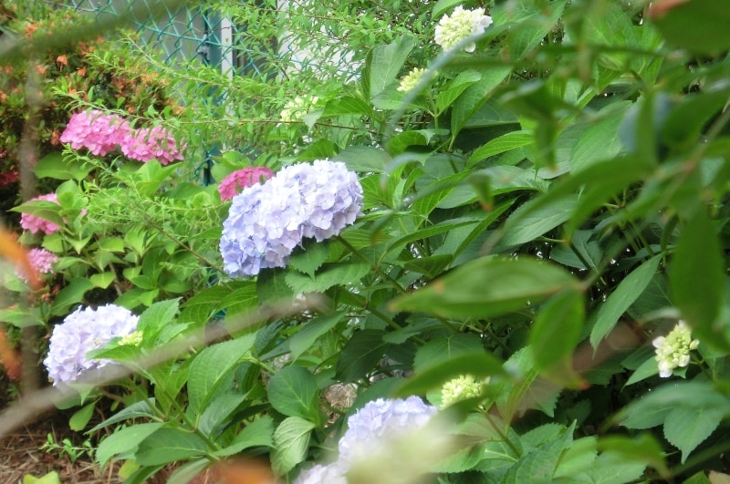 手作りプリザーブドフラワー