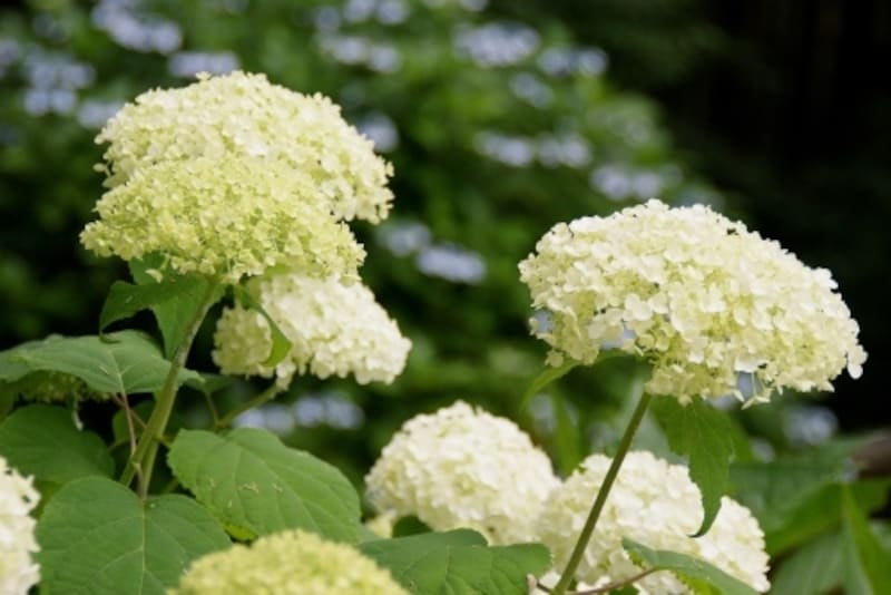 手作りプリザーブドフラワー