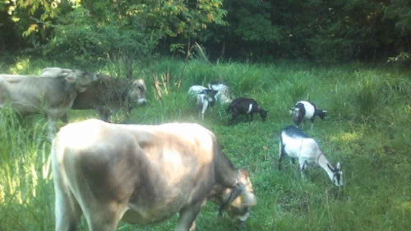 三良坂フロマージュでの山地酪農の様子