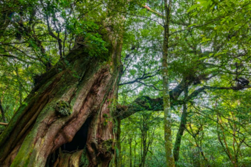 フィトセラピーとは アロマなどを使った健やかな 植物療法 スキンケア All About