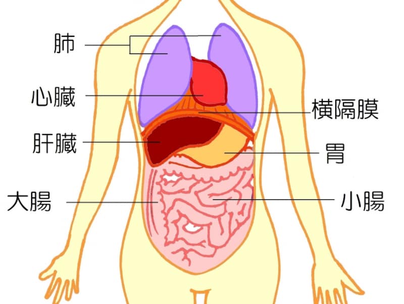 横隔膜と周辺の内臓
