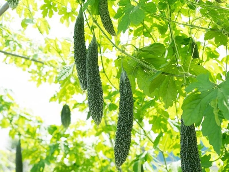 瓜も暑気払いに効く食べ物。瓜苦瓜（ゴーヤ）はグリーンカーテンでも人気の的です