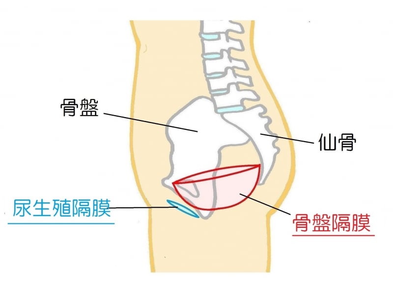 骨盤底