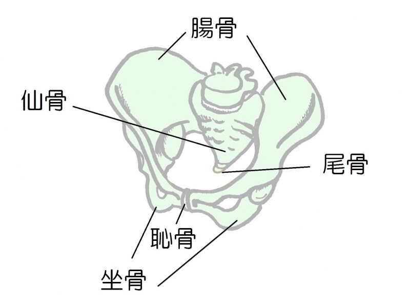 骨盤
