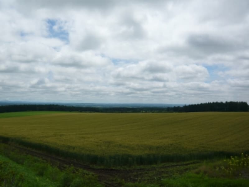 北海道らしい景色の十勝平野 北海道の観光 旅行 All About 北海道らしい景色の十勝平野 北海道の観光 旅行 All About