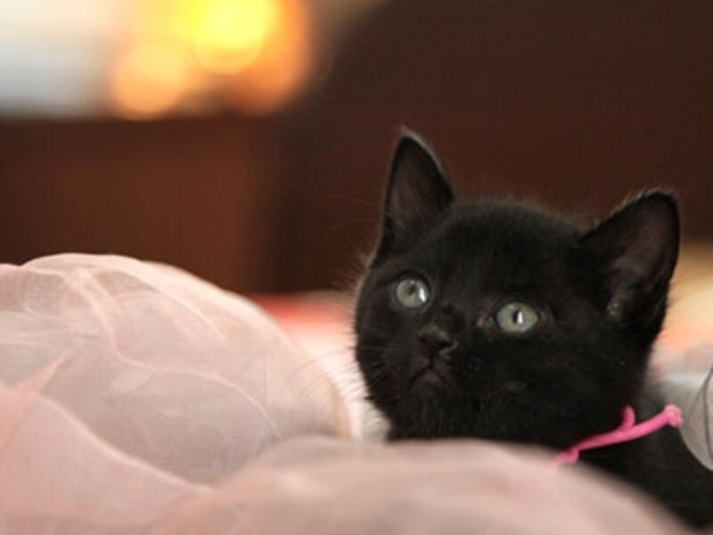 夢見る黒猫ちゃん