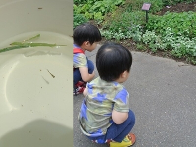 恐る恐るトカゲを観察しています。（※正確にはトカゲではないかもしれません）