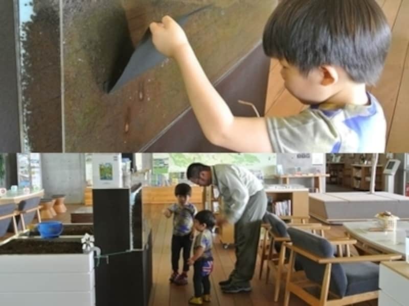 左はカブトムシの幼虫が見られる仕掛け。ポポラのかたが子どもたちに生き物や植物のことを丁寧に教えてくれました。お受験を検討されているかたにもおすすめしたいです